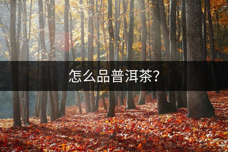 怎么品普洱茶? 怎么品普洱茶?