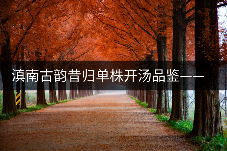 滇南古韻昔歸單株開湯品鑒——獨樹一味 滇南古韻昔歸單株開湯品鑒——獨樹一味