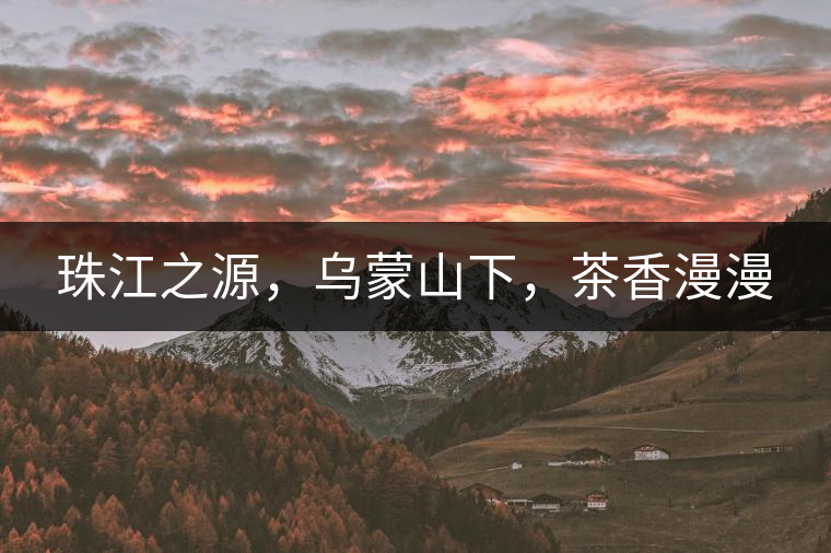 珠江之源，烏蒙山下，茶香漫漫
