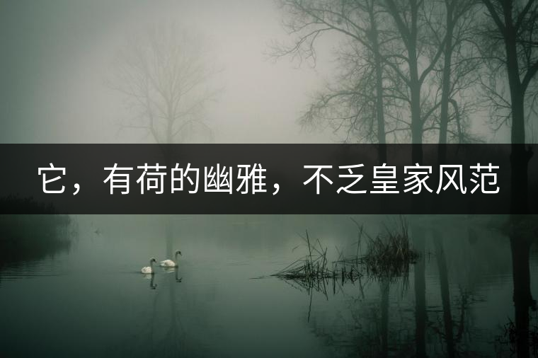 它,有荷的幽雅,不乏皇家風范 它,有荷的幽雅,不乏皇家風范