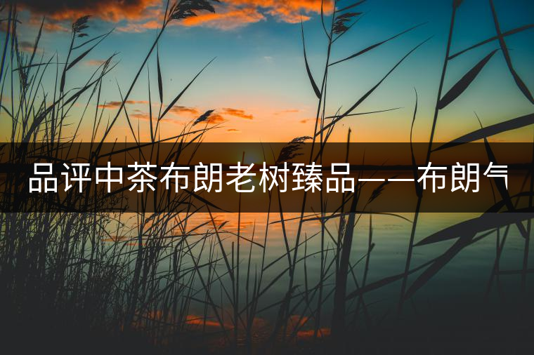 品評中茶布朗老樹臻品——布朗氣韻 濃強回甘 品評中茶布朗老樹臻品——布朗氣韻 濃強回甘