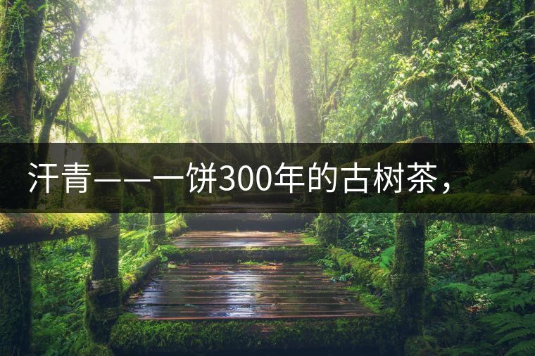 汗青——一餅300年的古樹茶,教您如何品鑒它的真諦 汗青——一餅300年的古樹茶,教您如何品鑒它的真諦