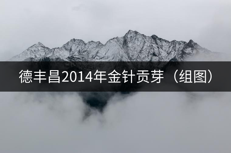 德豐昌2014年金針貢芽(組圖) 德豐昌2014年金針貢芽(組圖)