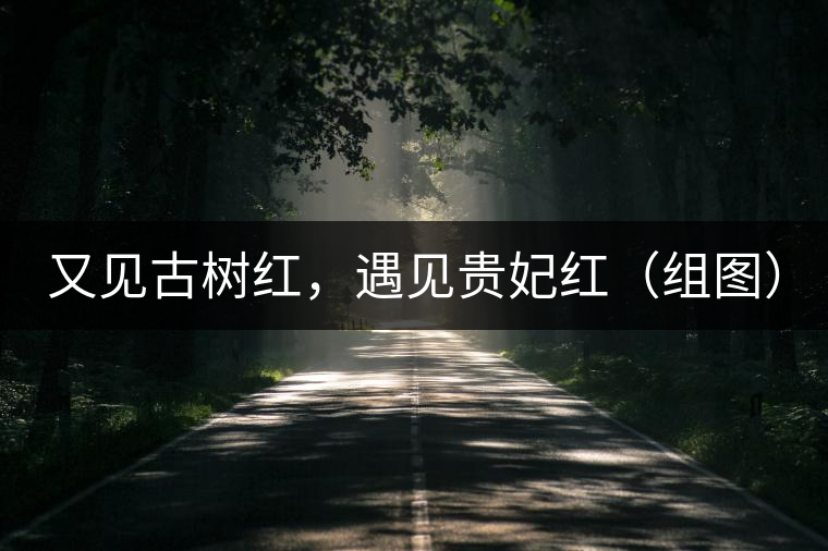 又見古樹紅,遇見貴妃紅(組圖) 又見古樹紅,遇見貴妃紅(組圖)