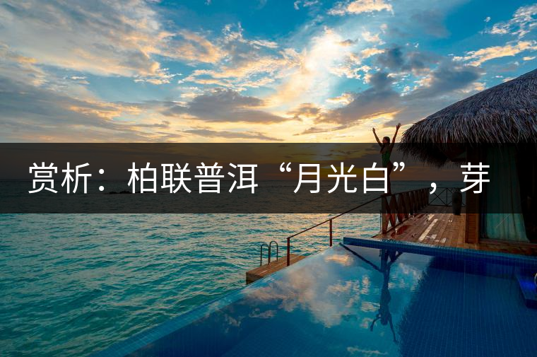 賞析：柏聯普洱“月光白”，芽白葉黑香甜四溢