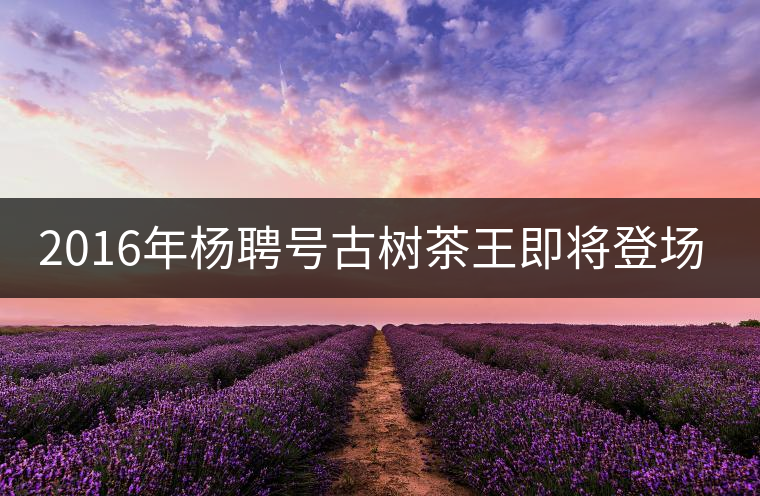 2016年楊聘號古樹茶王即將登場！