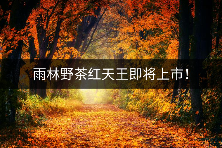 雨林野茶紅天王即將上市! 雨林野茶紅天王即將上市!