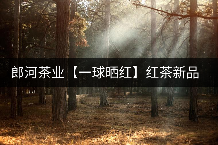 郎河茶業(yè)【一球曬紅】紅茶新品上市