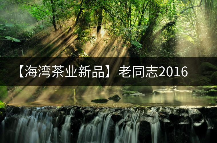 【海灣茶業新品】老同志2016年賀開古樹 【海灣茶業新品】老同志2016年賀開古樹
