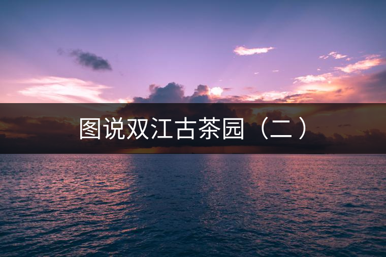 圖說雙江古茶園（二 ）