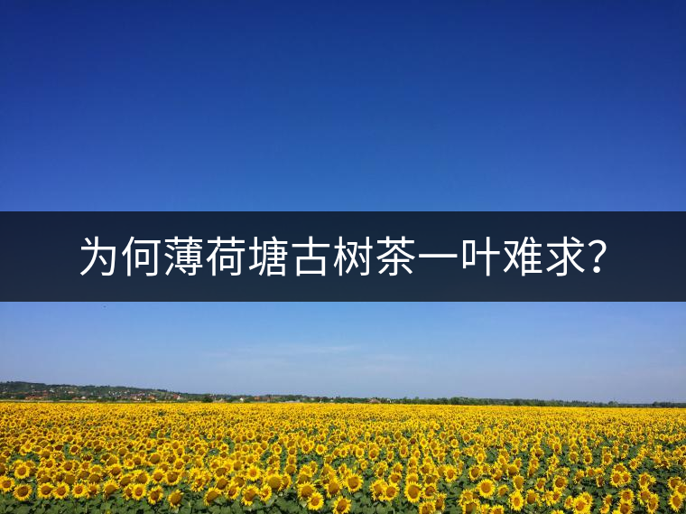 為何薄荷塘古樹茶一葉難求? 為何薄荷塘古樹茶一葉難求?