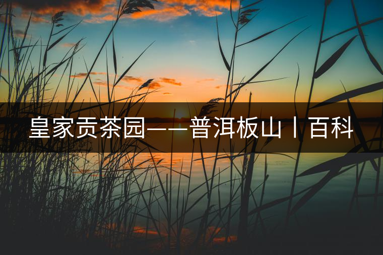 皇家貢茶園——普洱板山丨百科