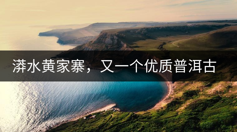 漭水黃家寨,又一個優質普洱古樹群落 漭水黃家寨,又一個優質普洱古樹群落