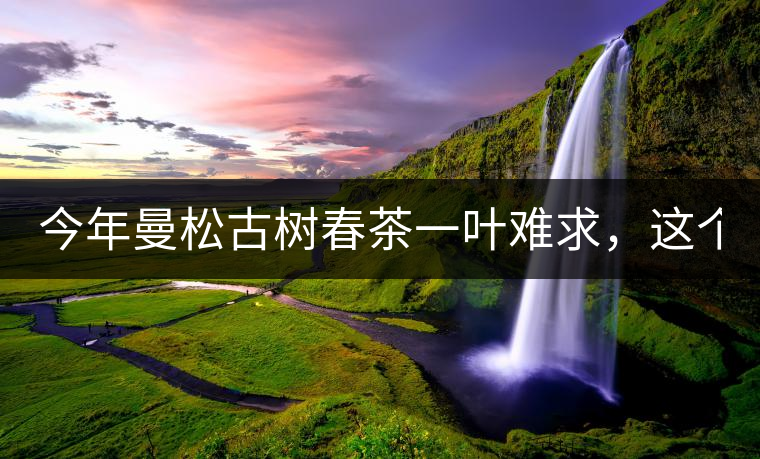 今年曼松古樹春茶一葉難求,這個鍋真不該茶商背! 今年曼松古樹春茶一葉難求,這個鍋真不該茶商背!