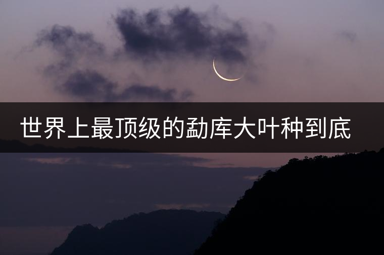 世界上最頂級的勐庫大葉種到底是什么?這篇文章講透了 世界上最頂級的勐庫大葉種到底是什么?這篇文章講透了