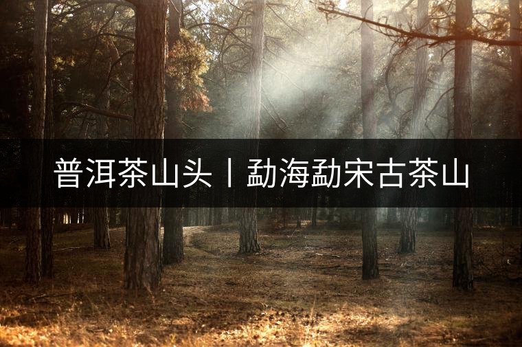 普洱茶山頭丨勐海勐宋古茶山 普洱茶山頭丨勐海勐宋古茶山