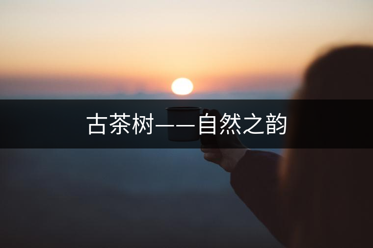 古茶樹——自然之韻 古茶樹——自然之韻