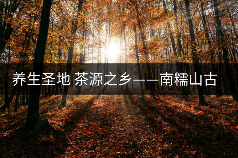 養生圣地 茶源之鄉——南糯山古茶區