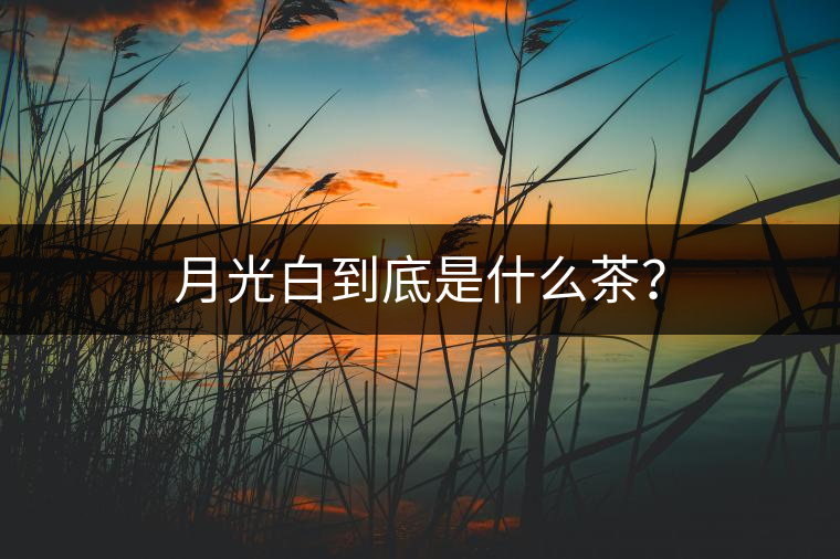 月光白到底是什么茶? 月光白到底是什么茶?