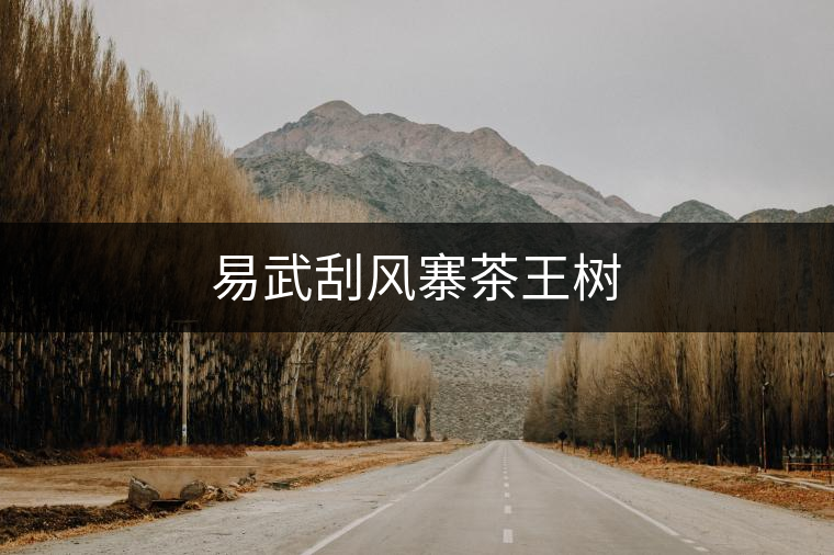 易武刮風寨茶王樹 易武刮風寨茶王樹