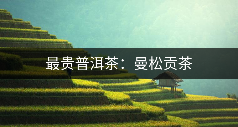 最貴普洱茶:曼松貢茶 最貴普洱茶:曼松貢茶