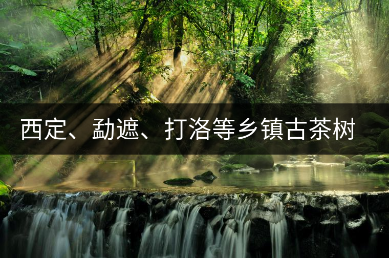 西定、勐遮、打洛等鄉鎮古茶樹資源 西定、勐遮、打洛等鄉鎮古茶樹資源