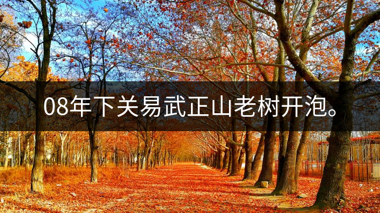 08年下關易武正山老樹開泡。