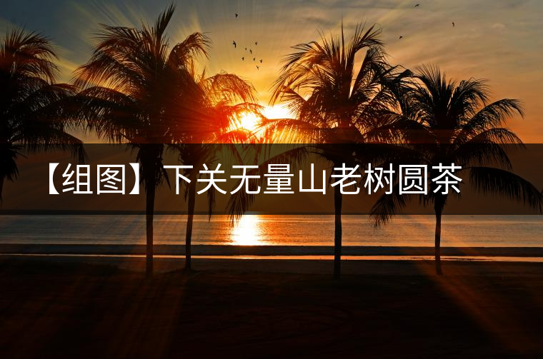 【組圖】下關無量山老樹圓茶開湯 【組圖】下關無量山老樹圓茶開湯