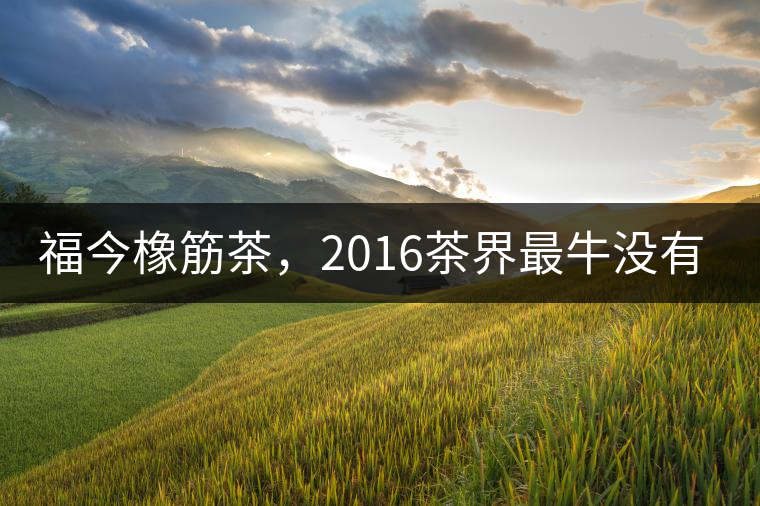 福今橡筋茶，2016茶界最牛沒有之一