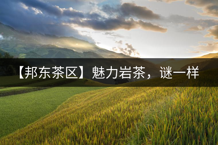 【邦東茶區】魅力巖茶,謎一樣的邦東! 【邦東茶區】魅力巖茶,謎一樣的邦東!