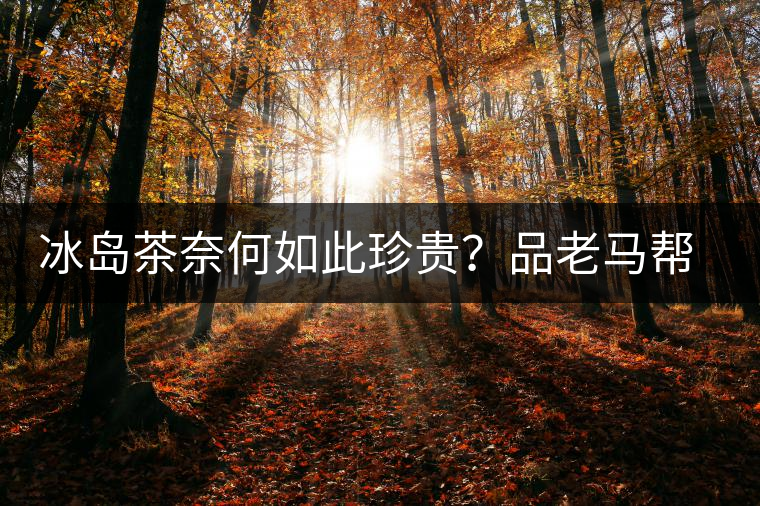 冰島茶奈何如此珍貴？品老馬幫之“冰島老寨”，答案在這里！