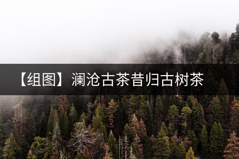 【組圖】瀾滄古茶昔歸古樹茶開湯