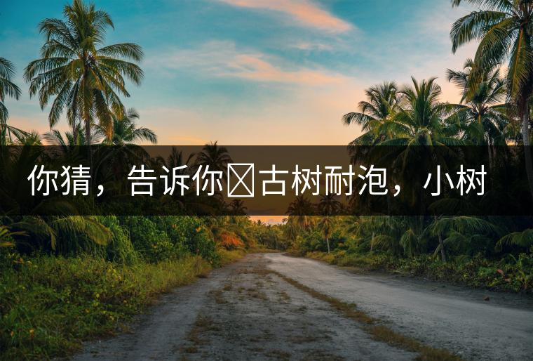 你猜，告訴你?古樹耐泡，小樹、臺地不耐泡都是什么心理？
