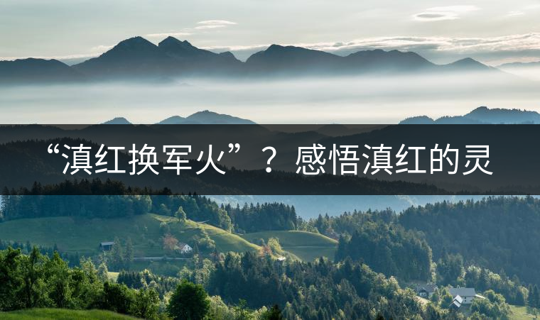 “滇紅換軍火”?感悟滇紅的靈與性! “滇紅換軍火”?感悟滇紅的靈與性!