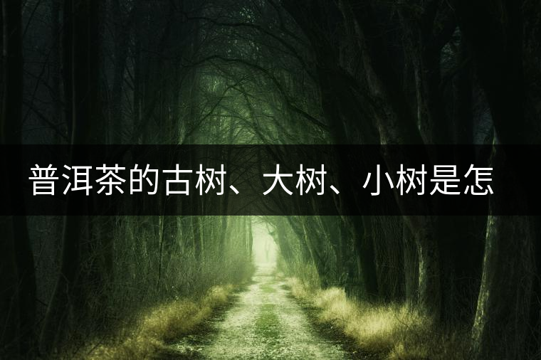普洱茶的古樹、大樹、小樹是怎樣劃分的? 普洱茶的古樹、大樹、小樹是怎樣劃分的?