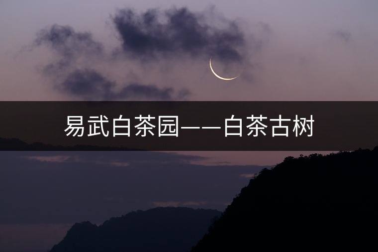 易武白茶園——白茶古樹 易武白茶園——白茶古樹