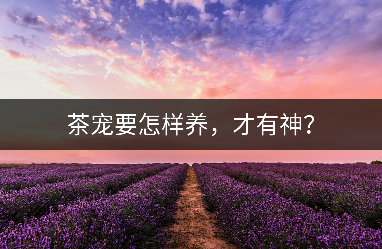 茶寵要怎樣養(yǎng),才有神? 茶寵要怎樣養(yǎng),才有神?
