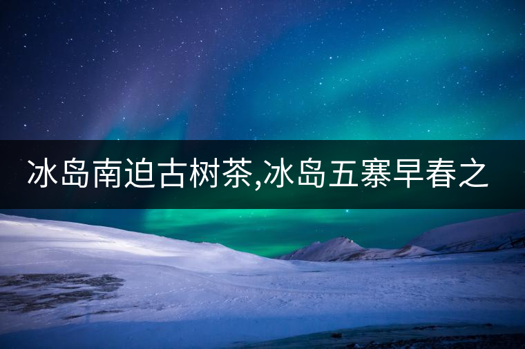 冰島南迫古樹茶,冰島五寨早春之南迫 冰島南迫古樹茶,冰島五寨早春之南迫