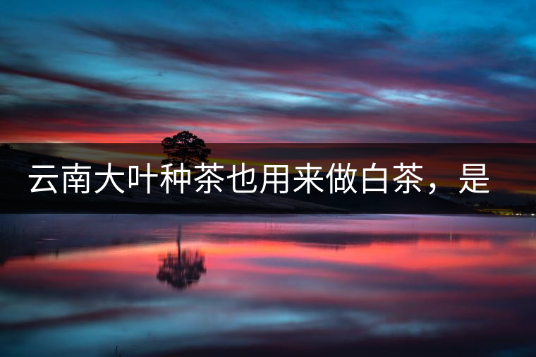 云南大葉種茶也用來做白茶,是真的好喝嗎? 云南大葉種茶也用來做白茶,是真的好喝嗎?