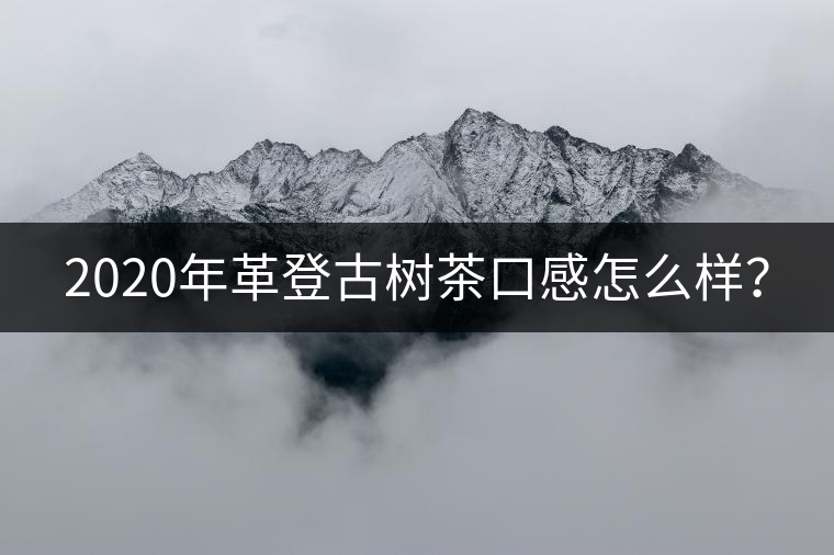 2020年革登古樹茶口感怎么樣? 2020年革登古樹茶口感怎么樣?