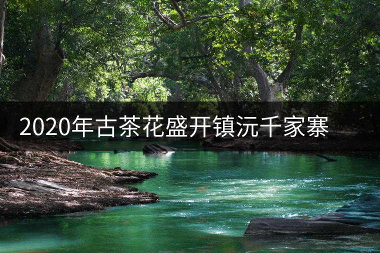 2020年古茶花盛開鎮(zhèn)沅千家寨古樹普洱茶生態(tài) 2020年古茶花盛開鎮(zhèn)沅千家寨古樹普洱茶生態(tài)