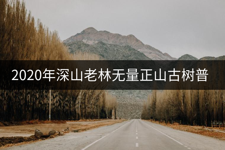 2020年深山老林無量正山古樹普洱茶特點(diǎn)