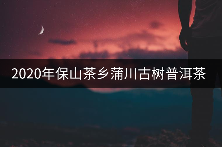 2020年保山茶鄉(xiāng)蒲川古樹普洱茶介紹 2020年保山茶鄉(xiāng)蒲川古樹普洱茶介紹