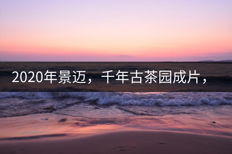 2020年景邁，千年古茶園成片，蘭花香堪稱一絕！