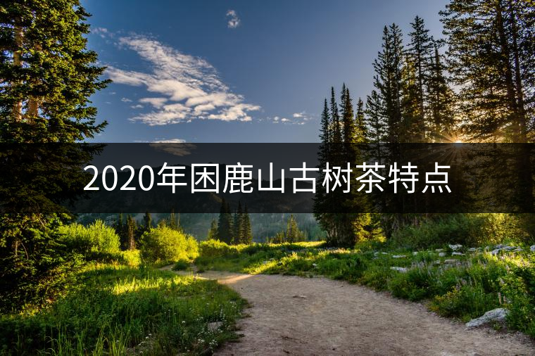 2020年困鹿山古樹茶特點 2020年困鹿山古樹茶特點
