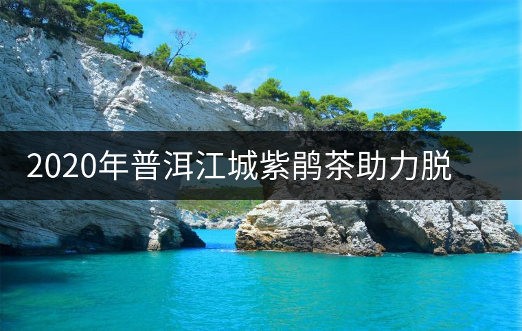 2020年普洱江城紫鵑茶助力脫貧攻堅消費扶貧