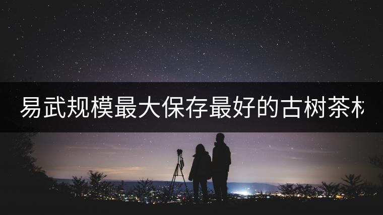 易武規模最大保存最好的古樹茶林2020年高山寨古樹春茶介紹