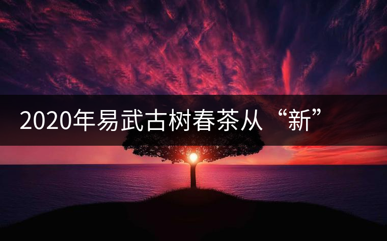 2020年易武古樹春茶從“新”到“老”,如何完成蛻變的? 2020年易武古樹春茶從“新”到“老”,如何完成蛻變的?