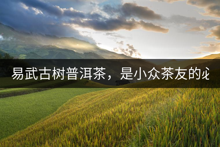 易武古樹普洱茶，是小眾茶友的必選？