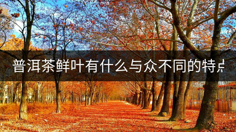 普洱茶鮮葉有什么與眾不同的特點？